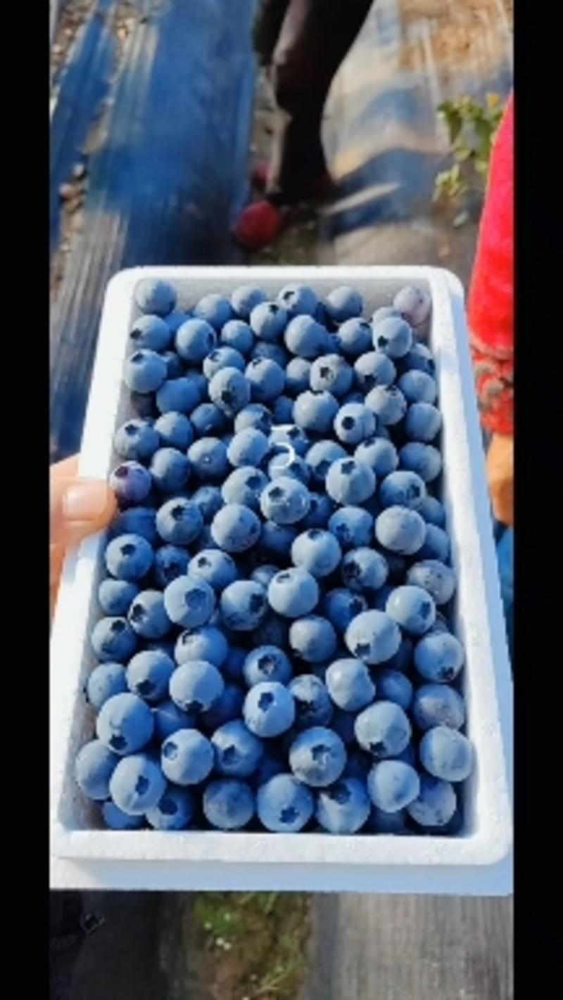 辽宁丹东暖棚蓝莓批量上市对接批发商商超社区团购