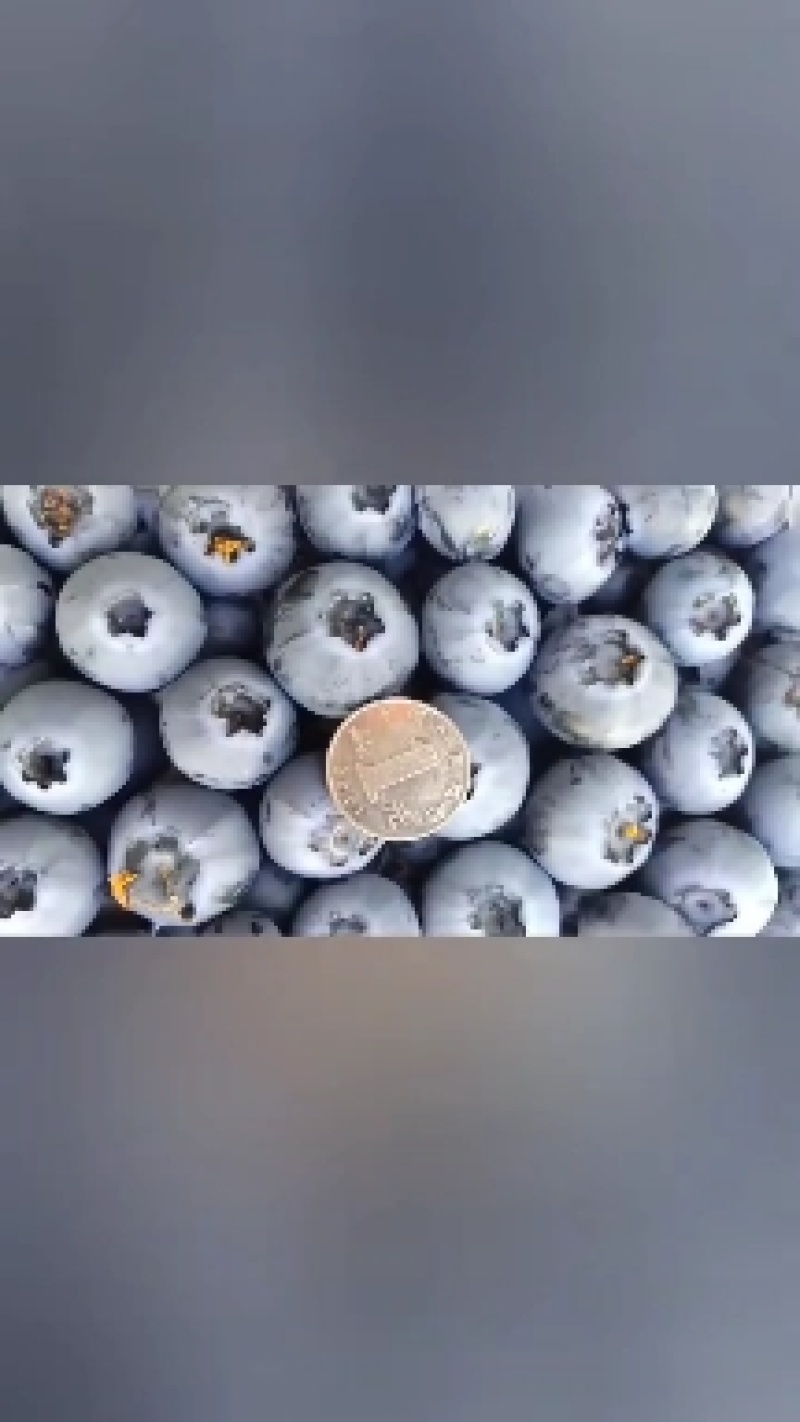 辽宁丹东暖棚蓝莓批量上市对接批发商商超社区团购