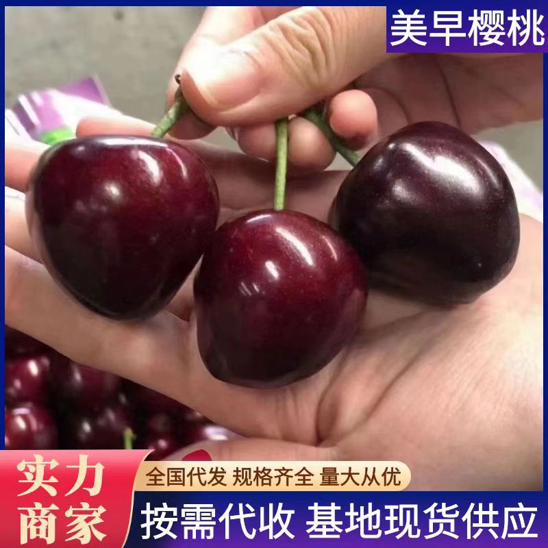 美早大樱桃，山东樱桃大量上市，品种齐全，需要的老板与我联系