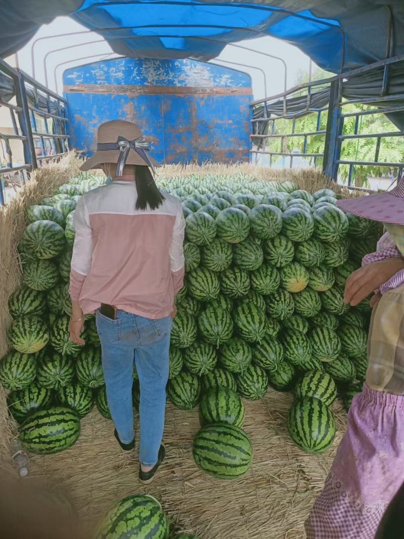 广西西瓜上市，黑美人，甜王，大量供应各大市场。电商平台。