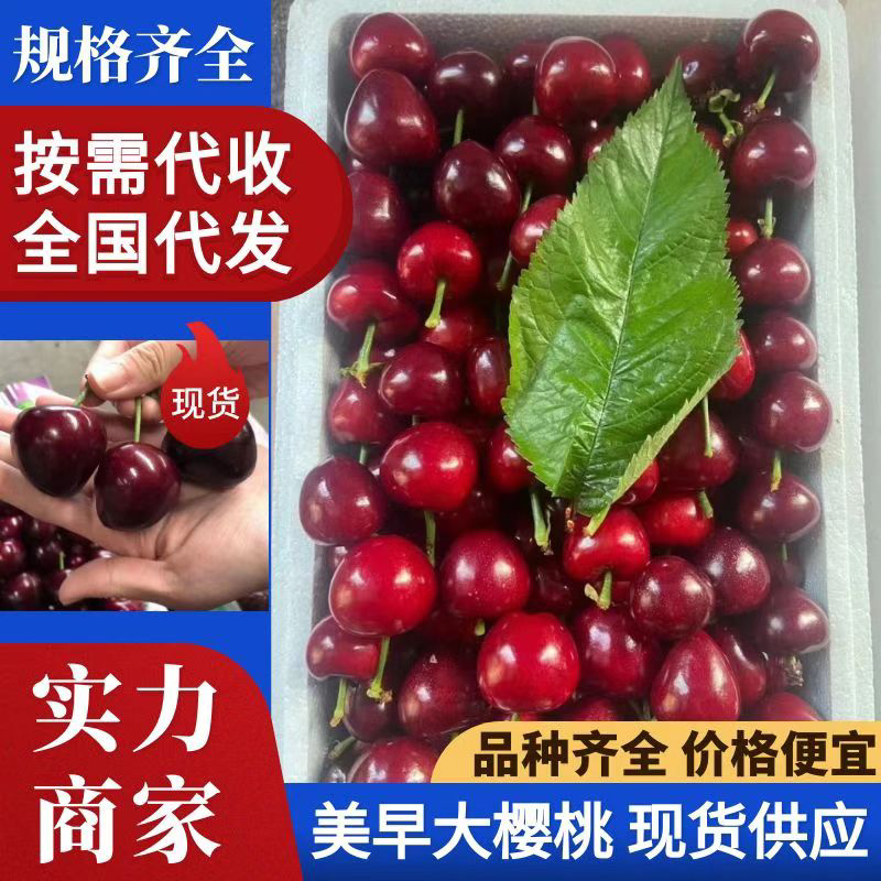 樱桃，山东樱桃，收好货，好卖货，个个都是回头客，需要的联系