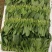 山东菠菜精品小叶菠菜市场货规格齐全量大优惠发货全国