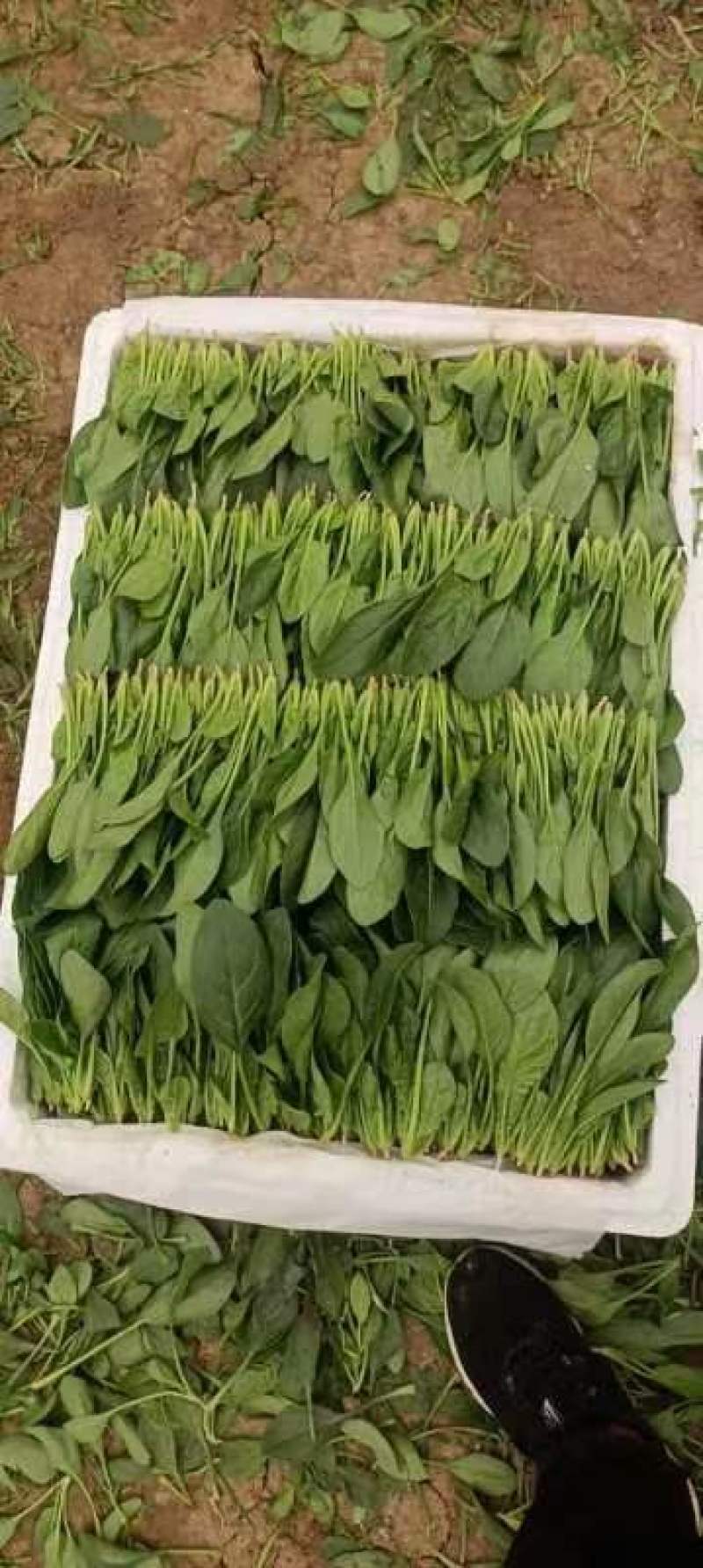 山东菠菜精品小叶菠菜市场货规格齐全量大优惠发货全国