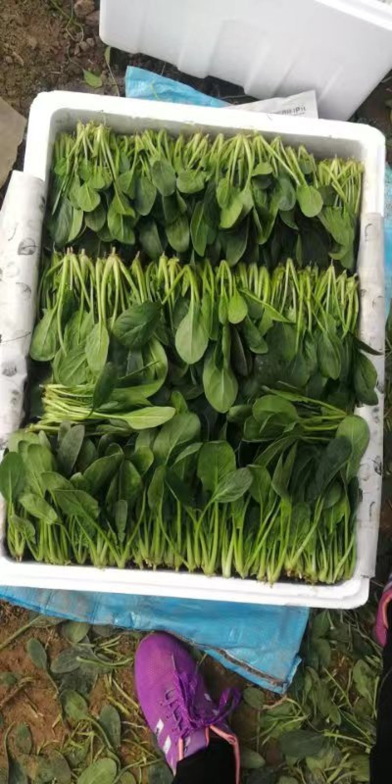 山东菠菜精品小叶菠菜市场货规格齐全量大优惠发货全国