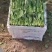 山东菠菜精品小叶菠菜市场货规格齐全量大优惠发货全国