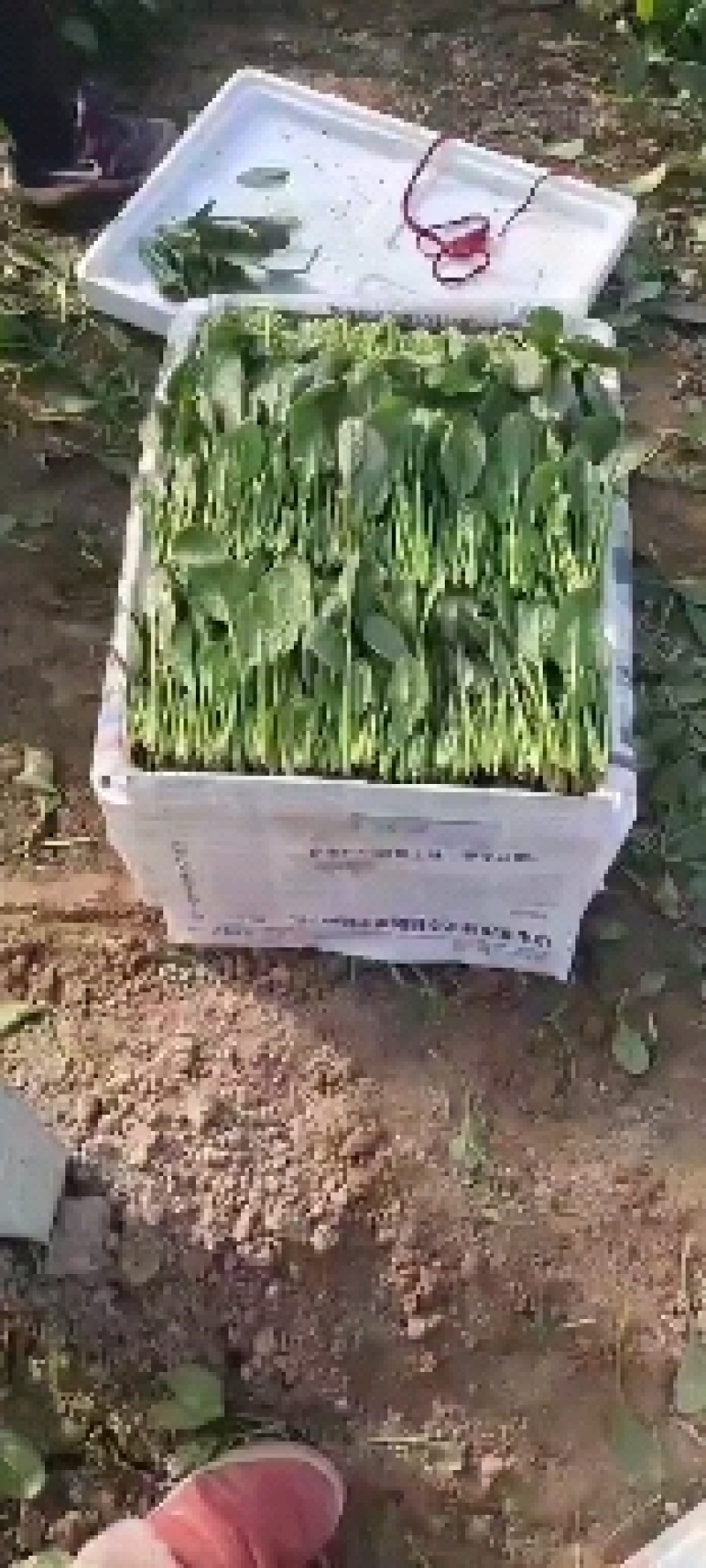 山东菠菜精品小叶菠菜市场货规格齐全量大优惠发货全国