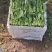 山东菠菜精品小叶菠菜市场货规格齐全量大优惠发货全国