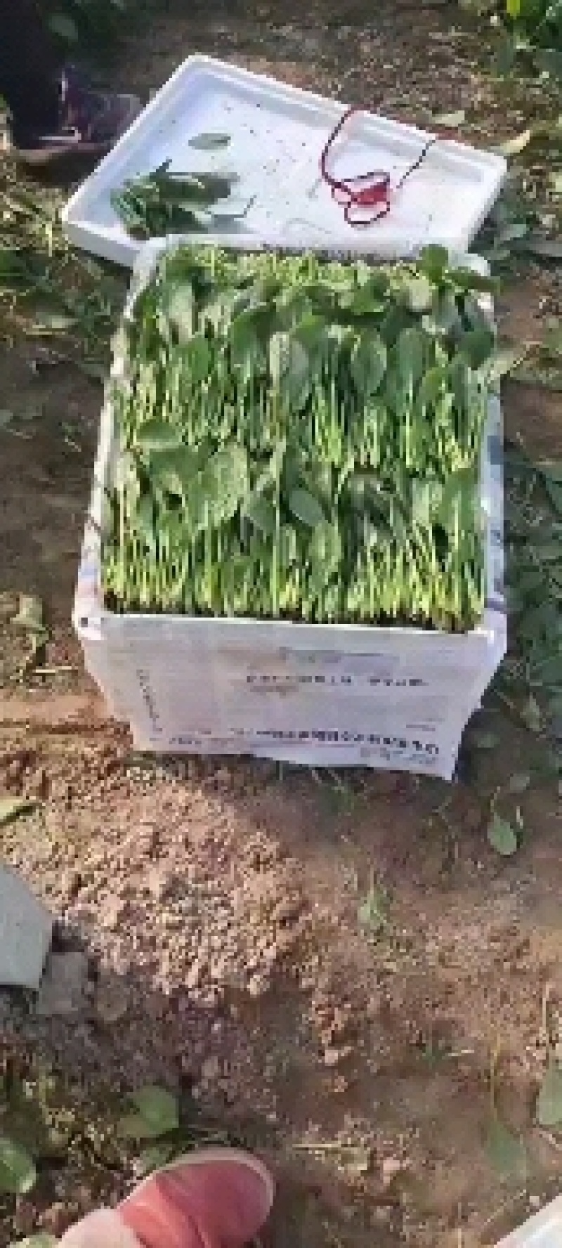 山东菠菜精品小叶菠菜市场货规格齐全量大优惠发货全国