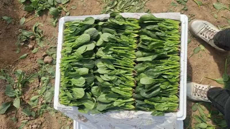 山东菠菜精品小叶菠菜市场货规格齐全量大优惠发货全国