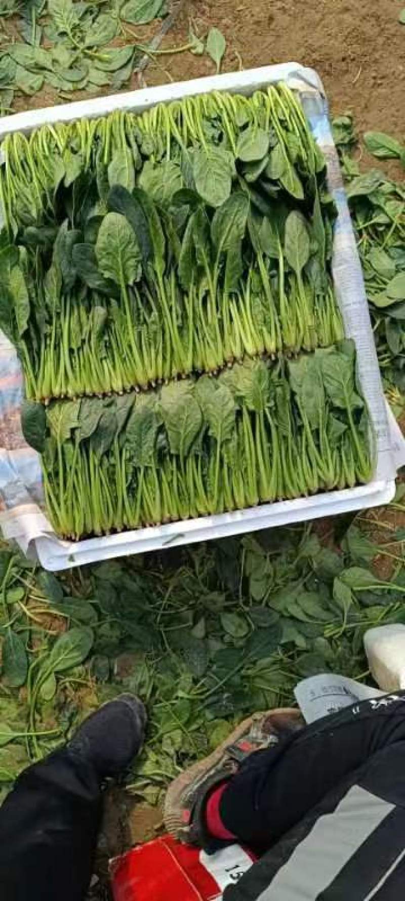 山东菠菜精品小叶菠菜市场货规格齐全量大优惠发货全国