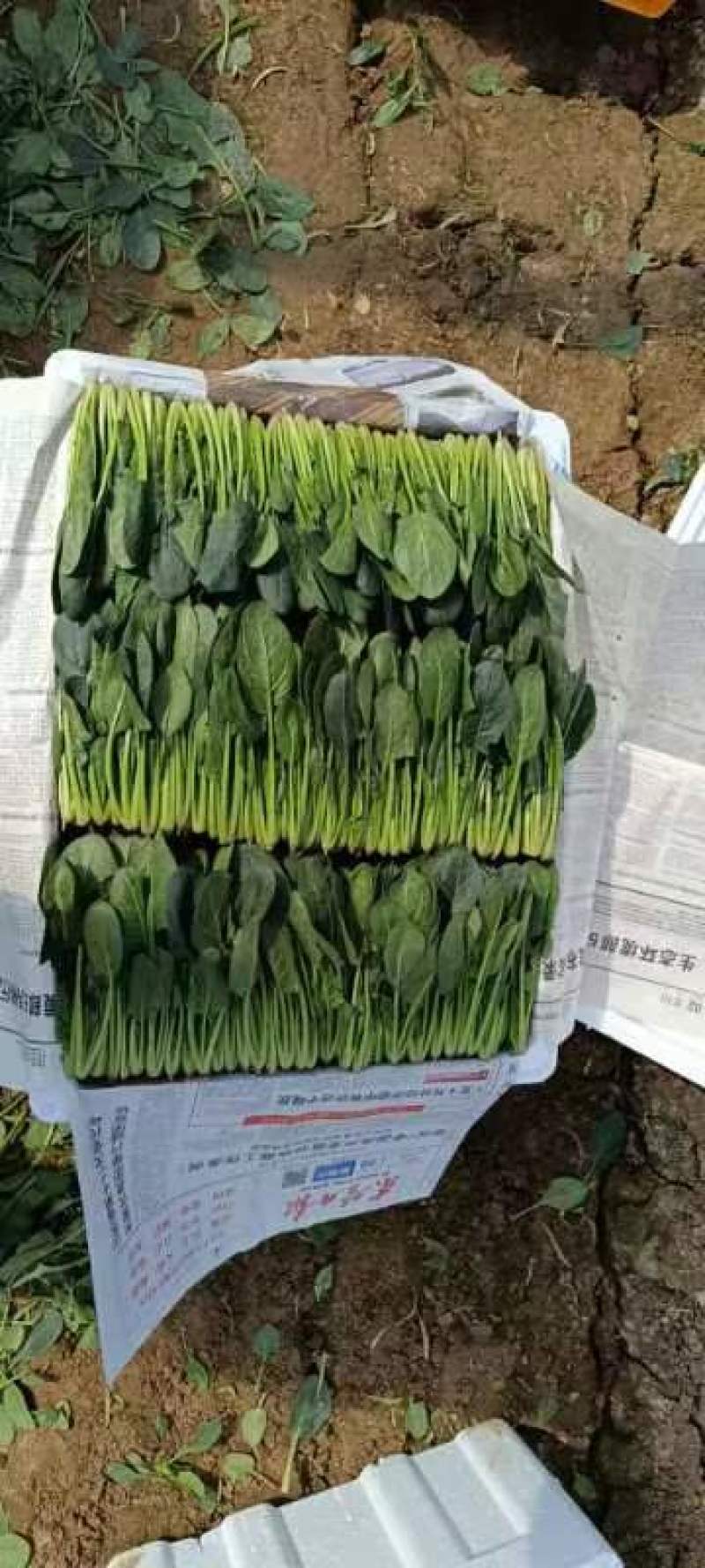 山东菠菜精品小叶菠菜市场货规格齐全量大优惠发货全国