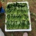山东菠菜精品小叶菠菜市场货规格齐全量大优惠发货全国