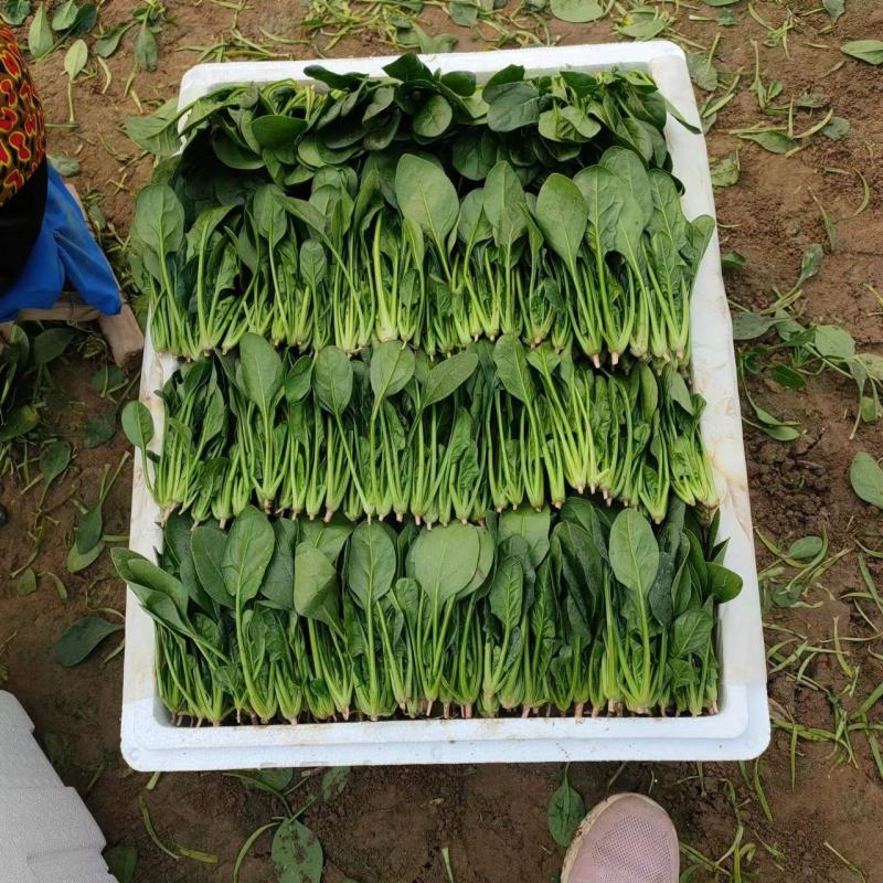 山东菠菜精品小叶菠菜市场货规格齐全量大优惠发货全国