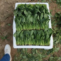 山东菠菜精品小叶菠菜市场货规格齐全量大优惠发货全国
