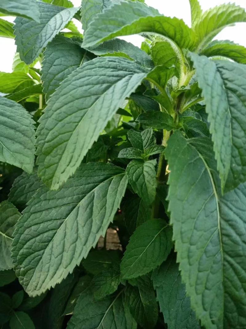 薄荷苗，安徽基地供货，质量好，价格优惠，欢迎采购