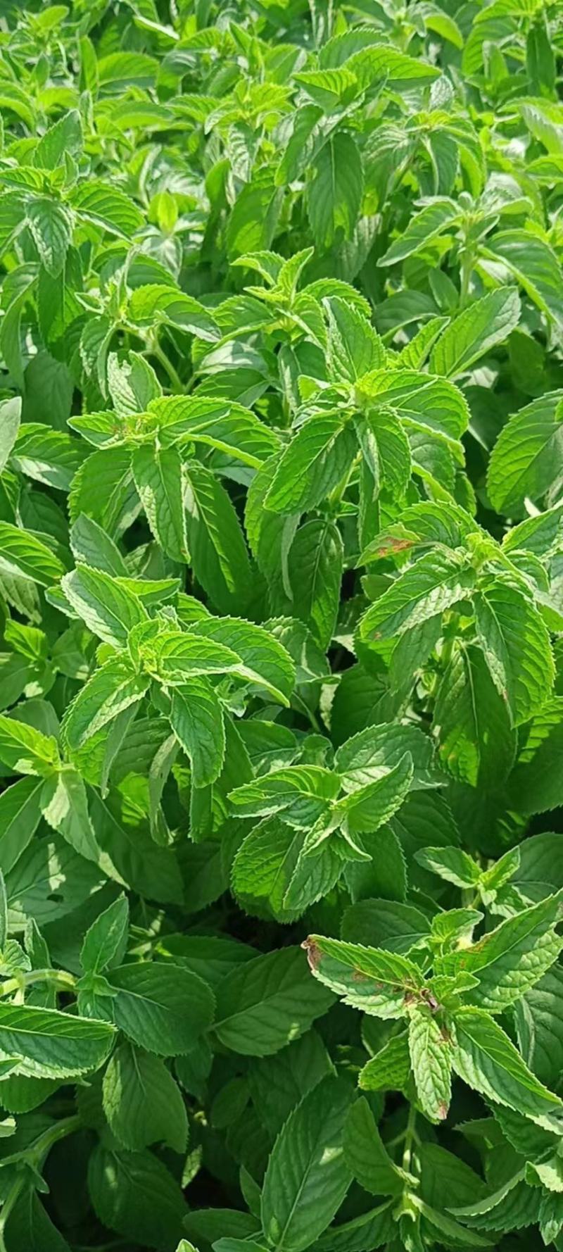 薄荷苗，安徽基地供货，质量好，价格优惠，欢迎采购