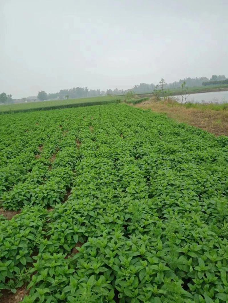 薄荷苗，安徽基地供货，质量好，价格优惠，欢迎采购