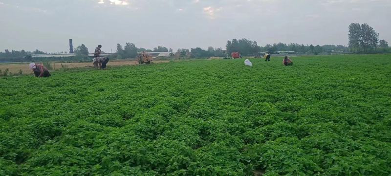 薄荷苗，安徽基地供货，质量好，价格优惠，欢迎采购