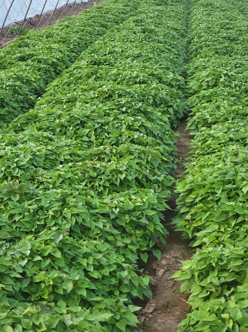 脱毒济薯25红薯苗大开花红薯苗提供专业的种植技术与经验
