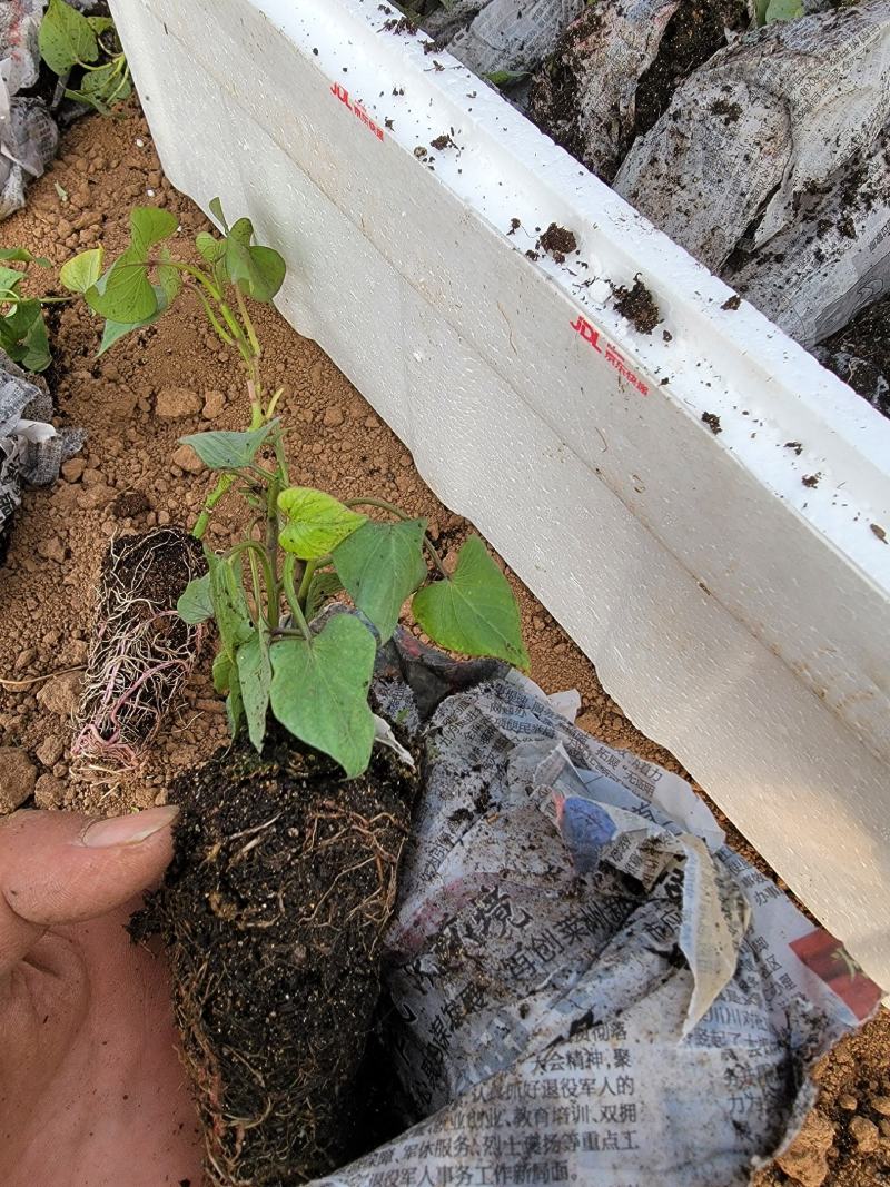 脱毒济薯25红薯苗大开花红薯苗提供专业的种植技术与经验