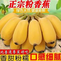 广西苹果蕉粉蕉应季水果新鲜现摘软糯香蕉薄皮苹果焦批发