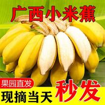 【包邮】广西小米蕉当季新鲜水果小香蕉芭蕉批发整箱小米香蕉