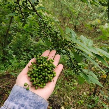 野生山胡椒