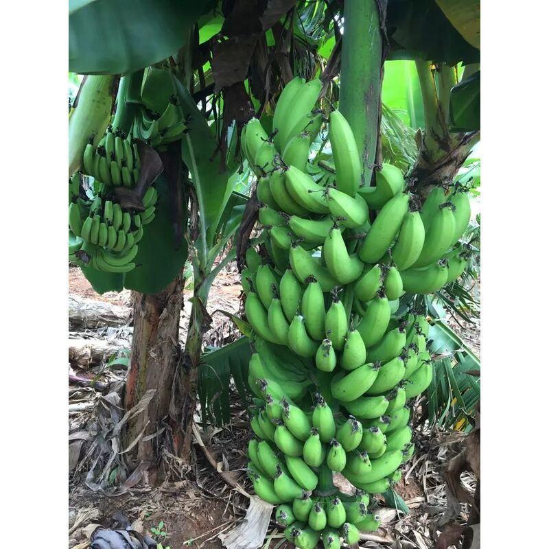 5斤广海南皇帝蕉香蕉孕妇水果banana当季新鲜青皮发货