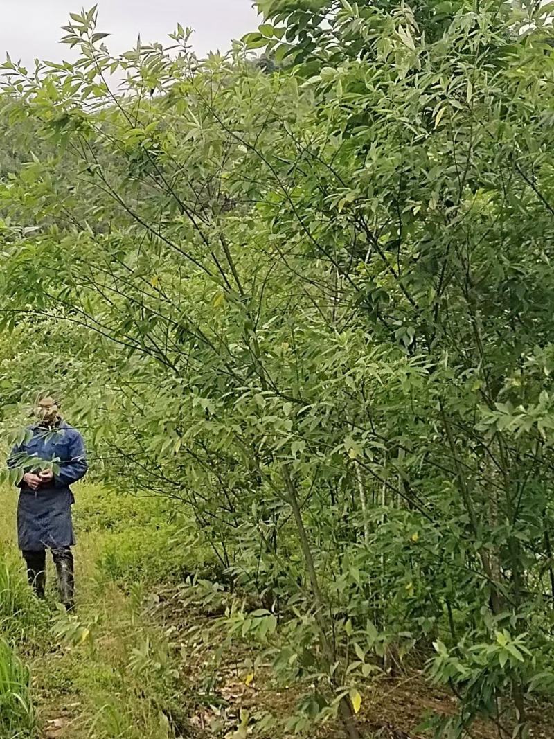 野生山胡椒