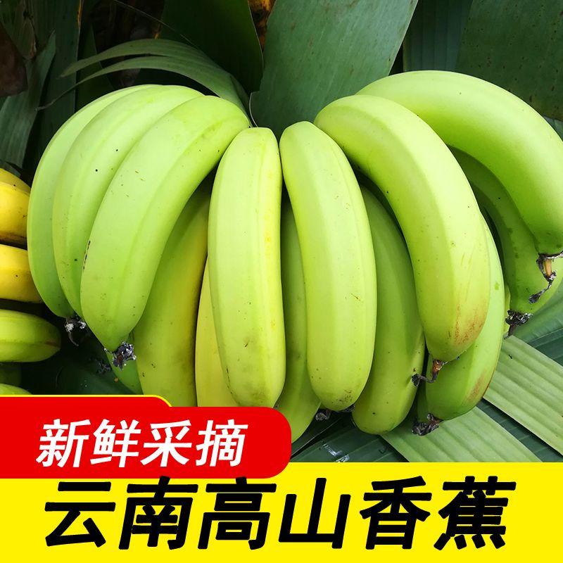 【超甜糯】云南大香蕉当季新鲜水果薄皮自然熟一整箱批发