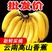 【超甜糯】云南大香蕉当季新鲜水果薄皮自然熟一整箱批发