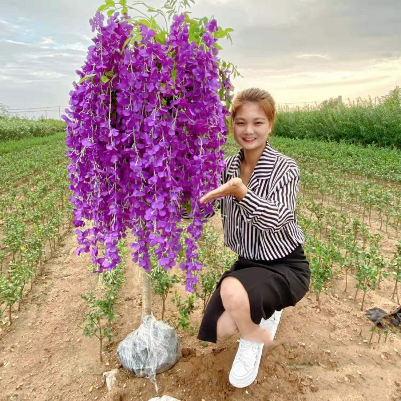 浓香型紫藤花树苗长穗藉四季花开南北方可种耐寒室内外盆栽花