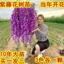 浓香型紫藤花树苗长穗藉四季花开南北方可种耐寒室内外盆栽花