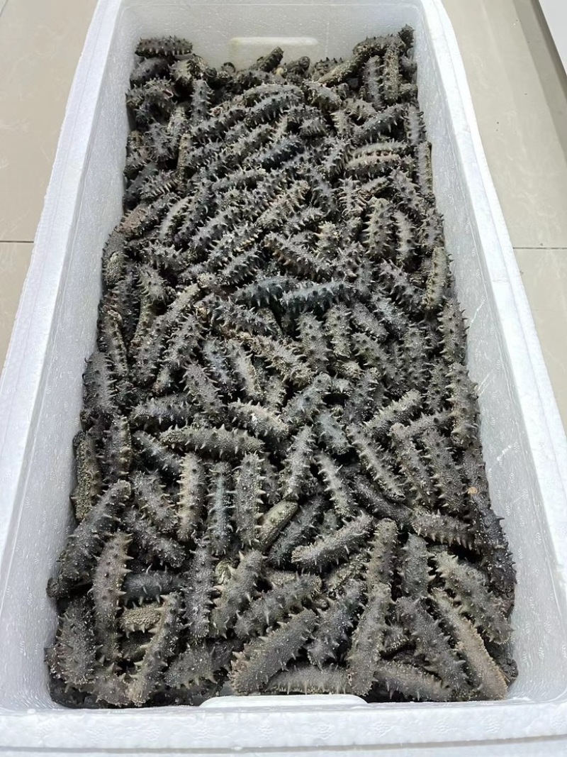 拉缸盐盐渍海参半干海参。