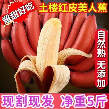 新鲜发货福建土楼特产红皮香蕉红美人蕉咖啡蕉水果批发红香蕉