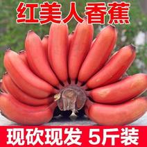 新鲜红香蕉红皮香蕉土楼特产红美人水果需催熟整箱红皮香蕉