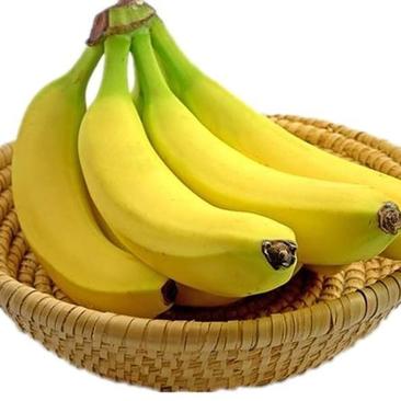 福建高山天宝香蕉现割新鲜香蕉孕妇水果散装整箱包邮