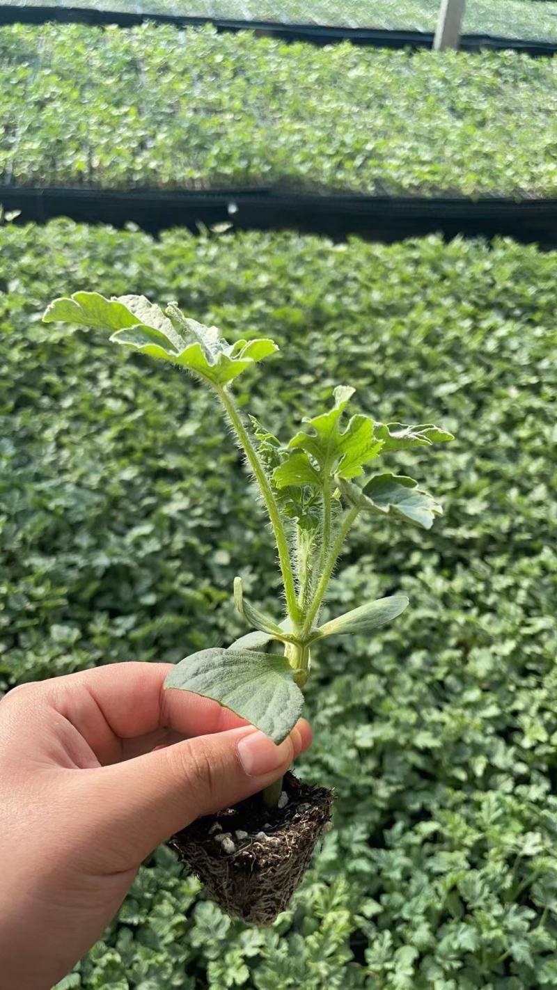 小兰黄瓤西瓜苗黄小玉小礼品黄瓤西瓜苗早熟皮薄糖度高