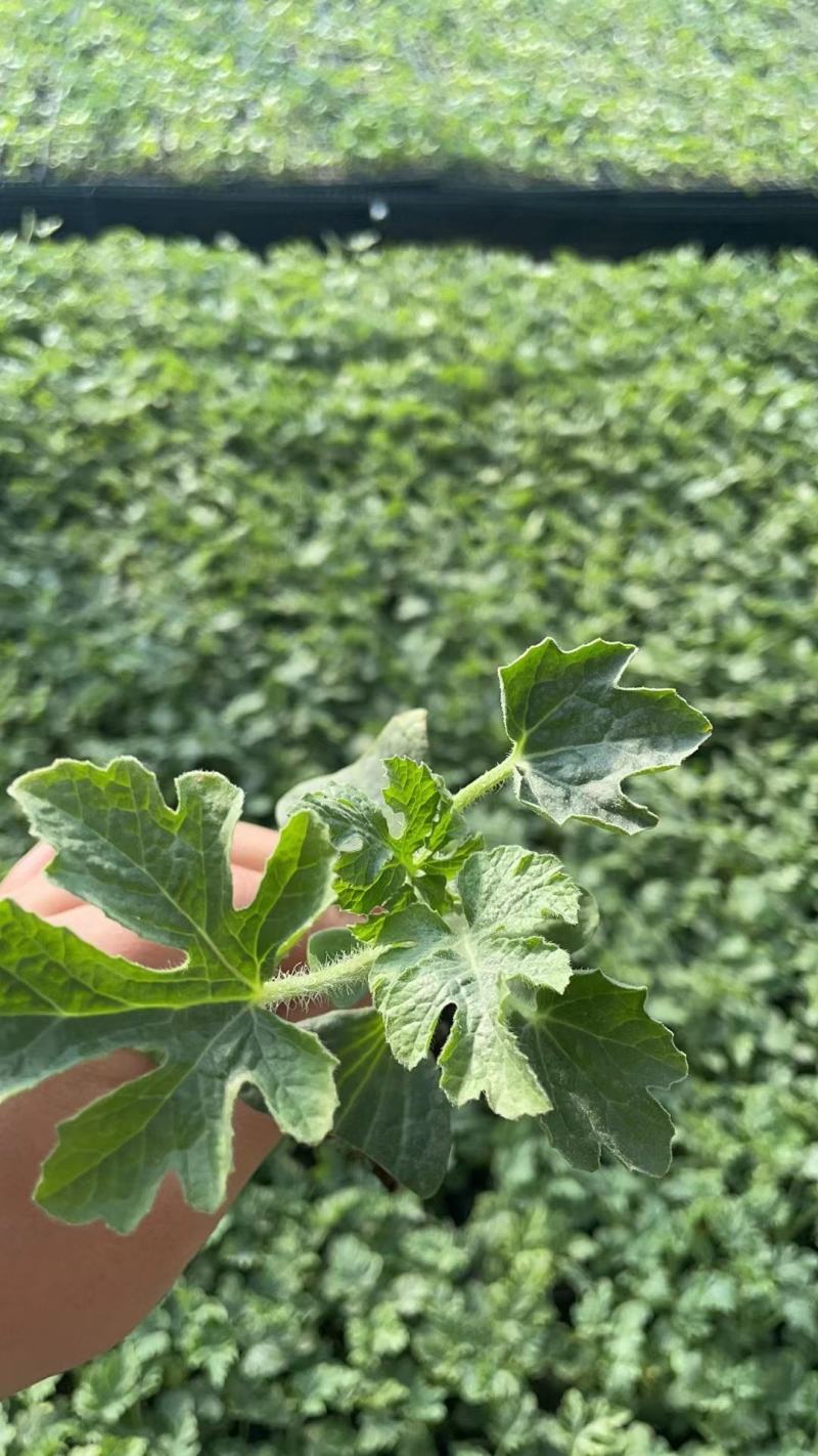 小兰黄瓤西瓜苗黄小玉小礼品黄瓤西瓜苗早熟皮薄糖度高