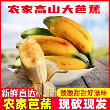 广东芭蕉大蕉牛角蕉香蕉批发包邮