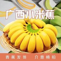 广西米蕉拇指蕉香蕉味小芭蕉甜糯批发当季水果整箱香蕉批发