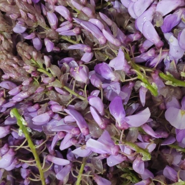 葛花菜