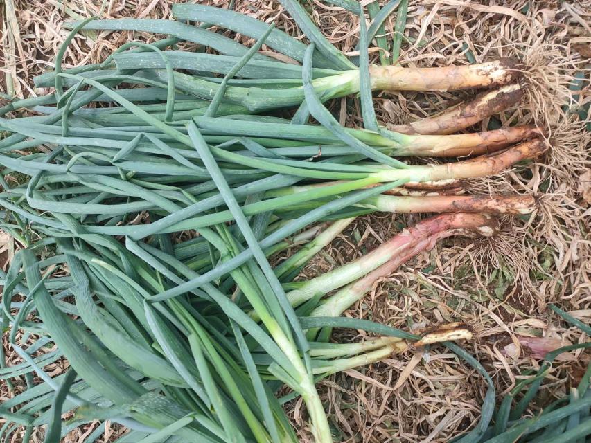 洋葱长出绿色嫩芽的特写