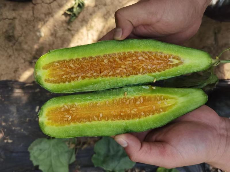 甜瓜苗批发羊角蜜甜瓜苗口感脆甜度高早中熟品种