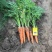 春季胡萝卜🥕