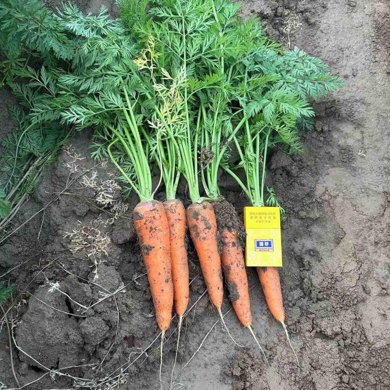 春季胡萝卜🥕