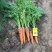 春季胡萝卜🥕