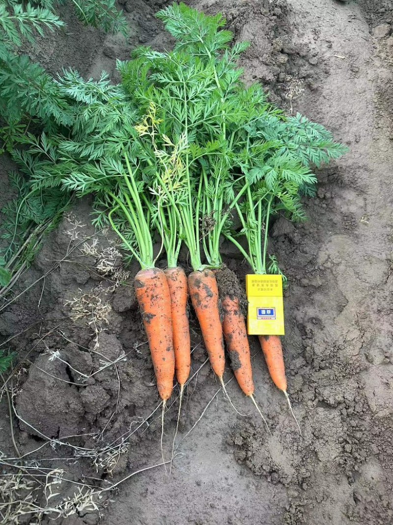 春季胡萝卜🥕