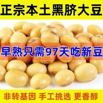 新品种黑脐王大豆种子早熟高产千斤豆春播大豆种夏播黄豆种子