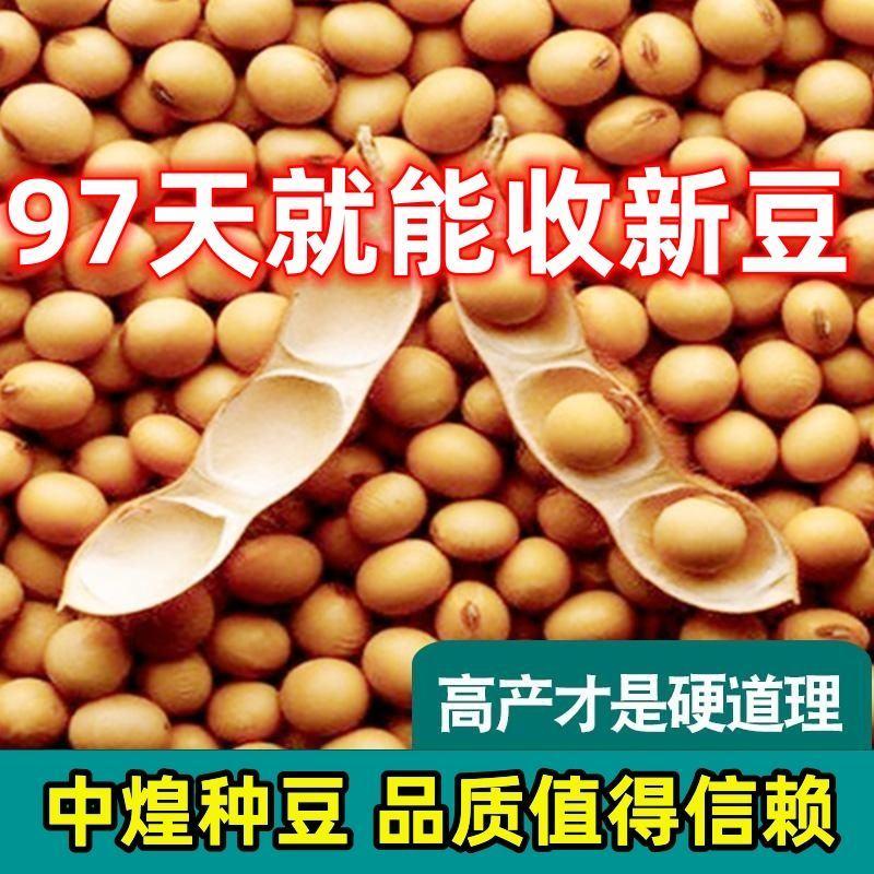 新品种黑脐王大豆种子早熟高产千斤豆春播大豆种夏播黄豆种子